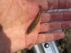 Etheostoma duryi