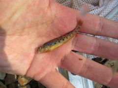 Etheostoma duryi