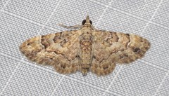 Gymnoscelis lophopus