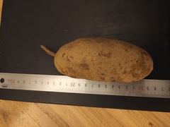 Akebia trifoliata