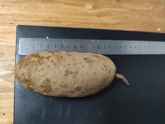 Akebia trifoliata