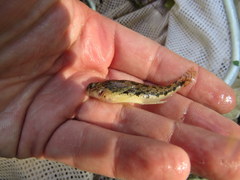 Etheostoma duryi