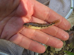 Etheostoma duryi