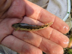 Etheostoma duryi