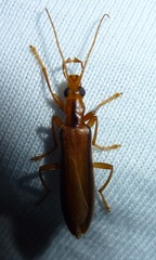 Thelyphassa lineata