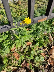 Hieracium umbellatum