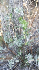Castilleja plagiotoma