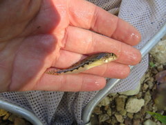 Etheostoma duryi
