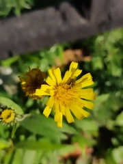 Hieracium umbellatum