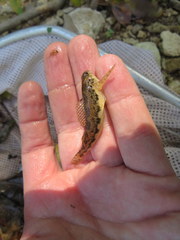 Etheostoma duryi