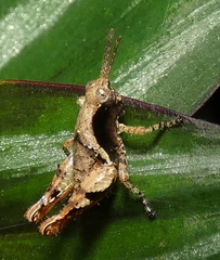 Eujivarus meridionalis