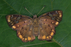 Coladenia indrani