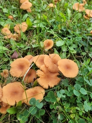 Basidiomycota