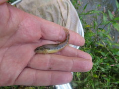Etheostoma duryi