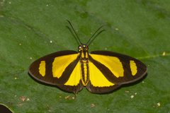 Cabirus procas