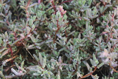 Suaeda novae-zelandiae