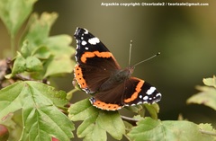 Vanessa atalanta