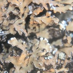Physconia grumosa