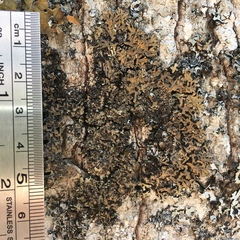 Physconia grumosa