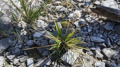 Allium ochroleucum