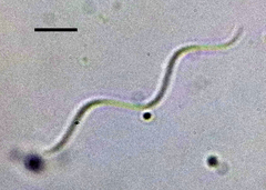 Spirochaetae
