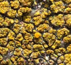 Flavoplaca arcis
