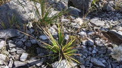 Allium ochroleucum