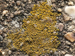 Flavoplaca arcis