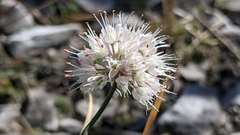 Allium ochroleucum