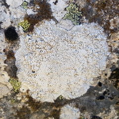 Pertusaria leucosora