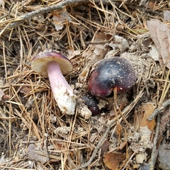 Russula torulosa
