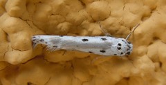 Ethmia terminella