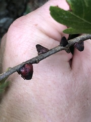 Disholcaspis pattersoni