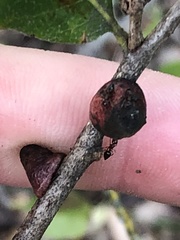 Disholcaspis pattersoni