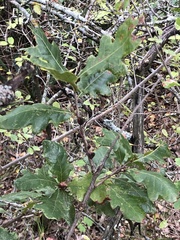 Disholcaspis pattersoni