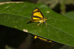 Cabirus procas