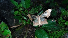 Krananda semihyalina