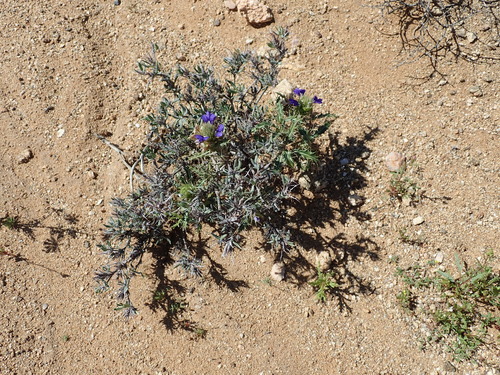 Image of Acanthopsis horrida by no rights reserved