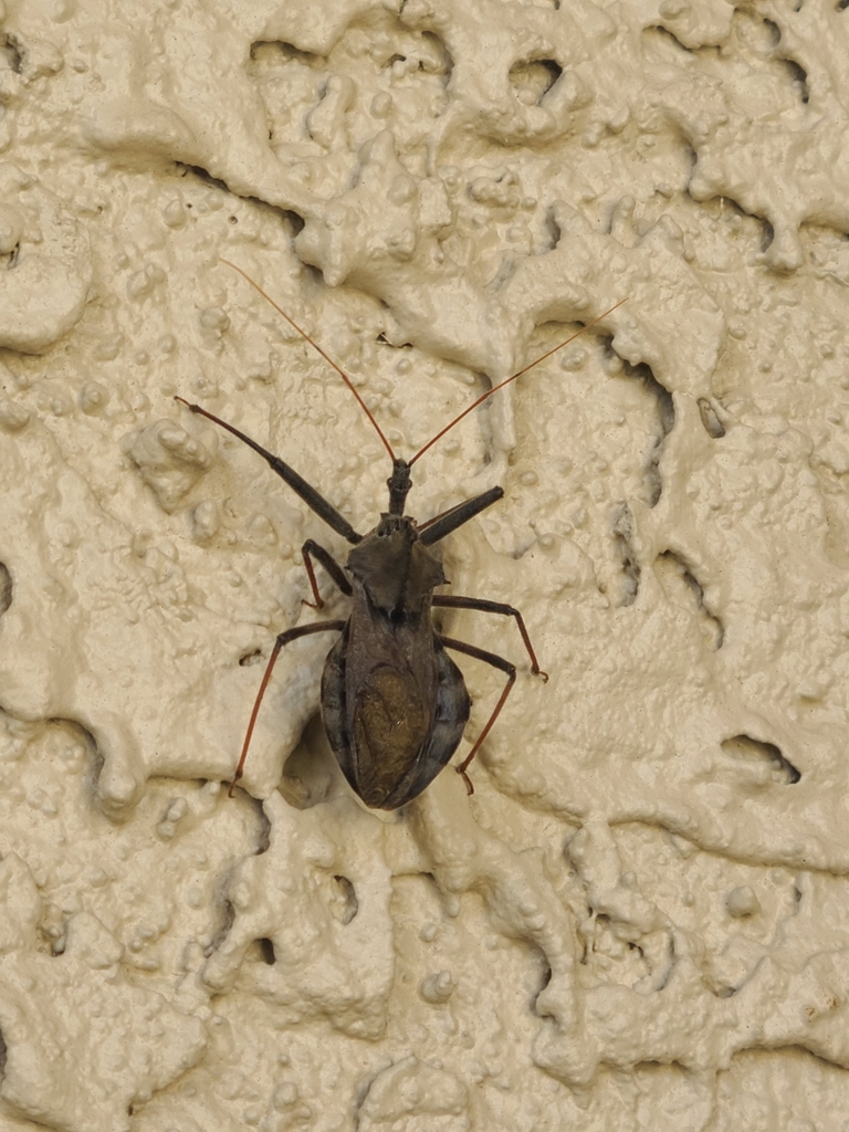 North American Wheel Bug from Kansas City on October 10, 2021 at 11:02 ...