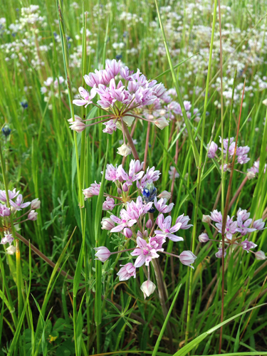 Glassy onion (Allium hyalinum)