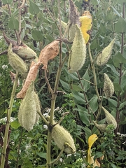 Asclepias syriaca