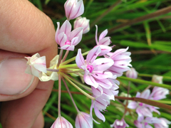 Allium hyalinum