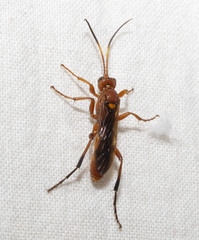 Trogomorpha trogiformis