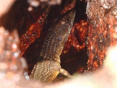 Neusticurus rudis
