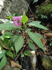 Impatiens macrovexilla