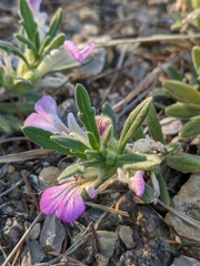 Ajuga iva iva