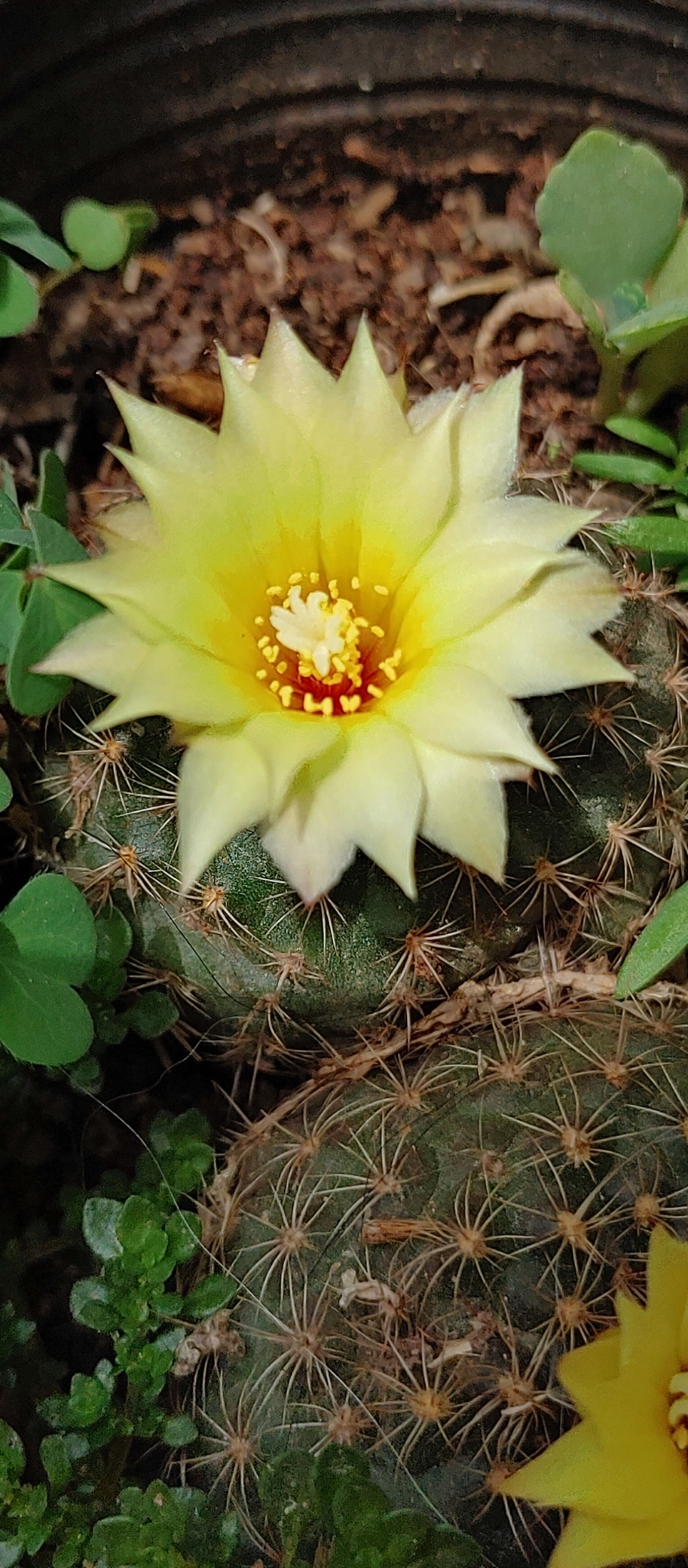 Imagem de Cacto-fraileia