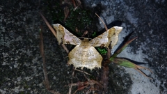 Krananda oliveomarginata