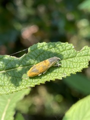 Gasteroclisus