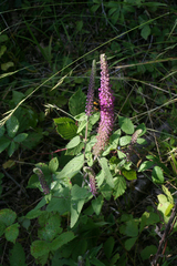 Teucrium hircanicum